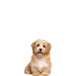 I love dogs forever better than cats