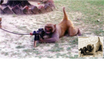 Monkey's Army!