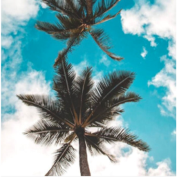 🌴