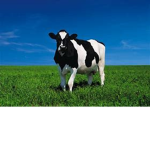 group for friends and cows and english peeps