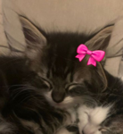 Cat group!! <3