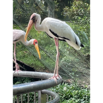 Birder’s Hangout