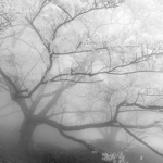/whitley