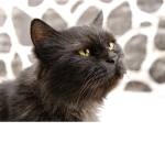 Cats are the best ever