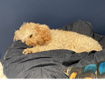Funky Dog