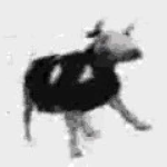 Thy cows