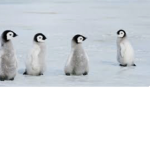 ¿~*•Penguins Groüpš•*~?