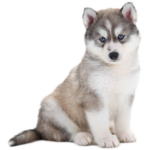 Husky2011!!