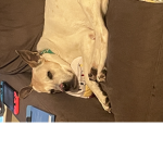Gaming dog on a gaming day