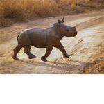 Rhino support