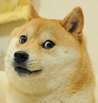 doge homies group :)