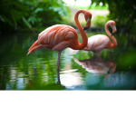 Flamingos Wraith
