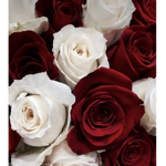 • Roses Velvet •
