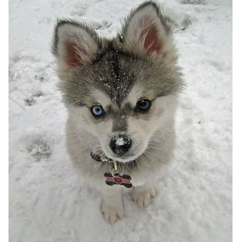 A Big City called Zootopia