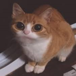 |:| COOL CATS |:|
