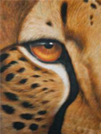 ~"~=CheetahClan=~"~