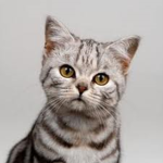 Kitty’s secrets