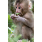 Monkey cool squad