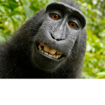 the happys monkeys