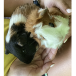 Guinea pig friendship studio
