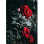 RosesV