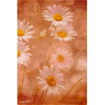 My Daisies!
