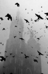 Black Hawks [B.H] Group Thumbnail
