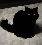 Void Paws