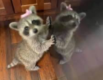 THE SILLY RACOONS