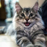 Cat's Smiley Faces