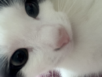 Kitty Pink Cat group