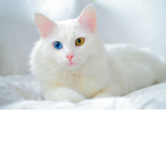 MEOOW!!
