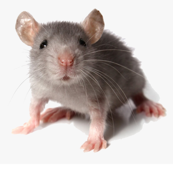 Mouse Game