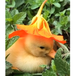 XxSunny_VibesxX