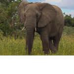 nice Elephants