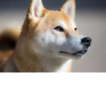 Cute Animals Are Awesome