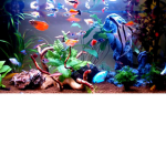 Pro fish gang