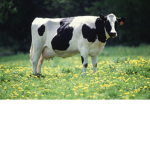 The Cow People