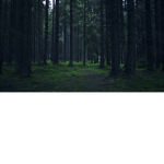 Its in the trees...