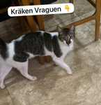 Kräken Vräguen Group