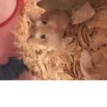 Fluffy-cute