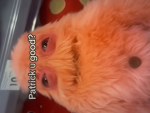 THE N00B STATE