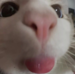 Cuteee Cat (Deutsch)