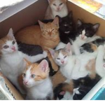 Kitty Squad >:3