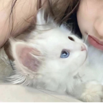 Kittysectt