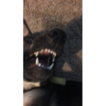 i lövę d!łfś