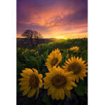 The Sunflowers And SunShines