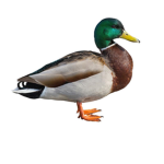 The duck group’s