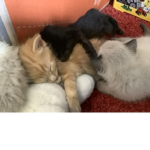 Goku Cat