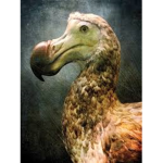 No more evil dodos